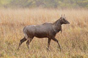 Boselaphus tragocamelus