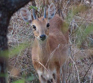 Tetracerus quadricornis