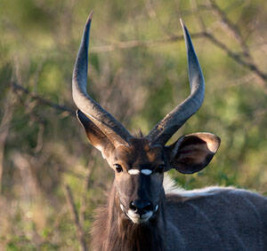 Tragelaphus angasii