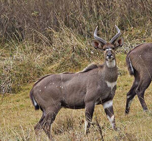 Tragelaphus buxtoni