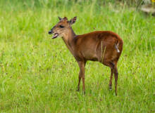 Cephalophus natalensis