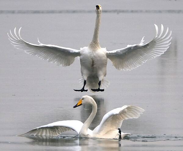Big Swan