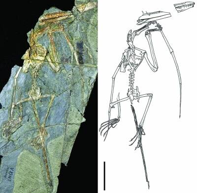 Li Shi Wukong Pterosaur Line Drawing