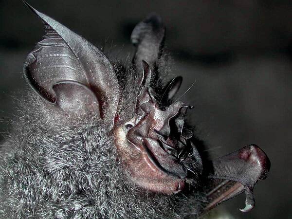 Rhinolophus luctus