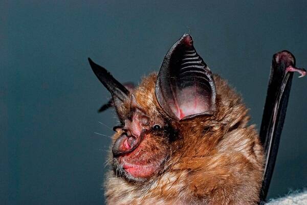 Greater Horseshoe Bat