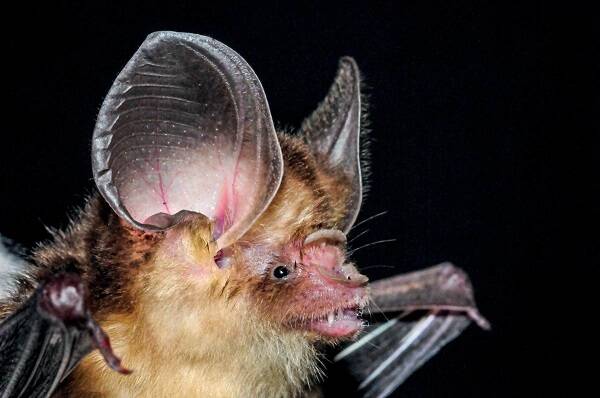 Hipposideros cineraceus