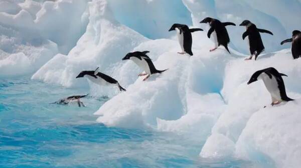 Penguins, the coldest birds on earth