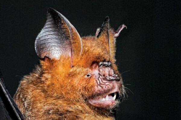 Hipposideros armiger