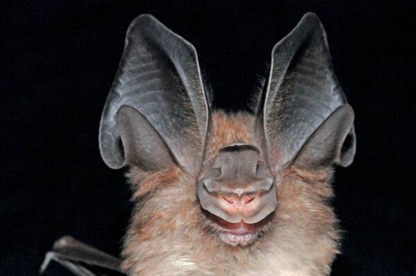 Schnitler’s Horseshoe Bat