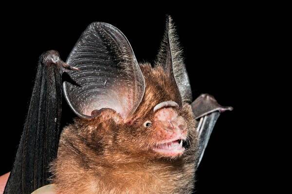 Hipposideros pomona