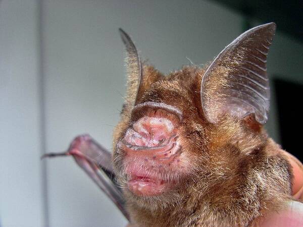 Hipposideros larvatus