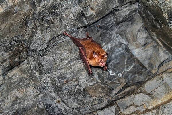 Chinese Horseshoe Bat