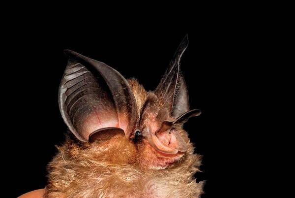 Big-eared Horseshoe Bat