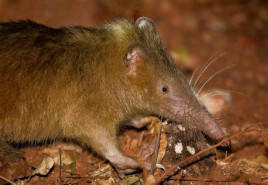 Solenodon paradoxus