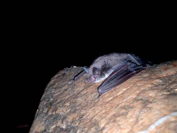 Myotis petax