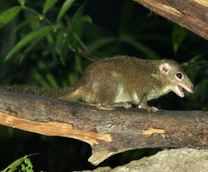 common tree shrew