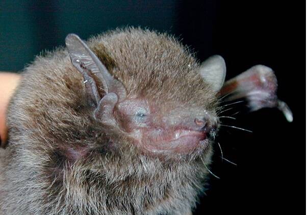 Pipistrellus abramus