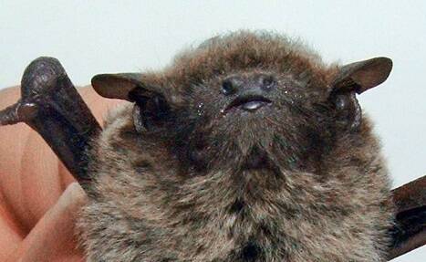 Pipistrellus pulveratus