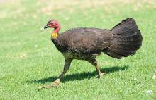 Australian Brush-turkey