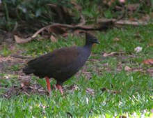 Megapodius decollatus