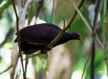 Megapodius eremita