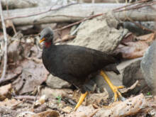 Megapodius laperouse