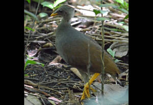 Tongan Scrubfowl