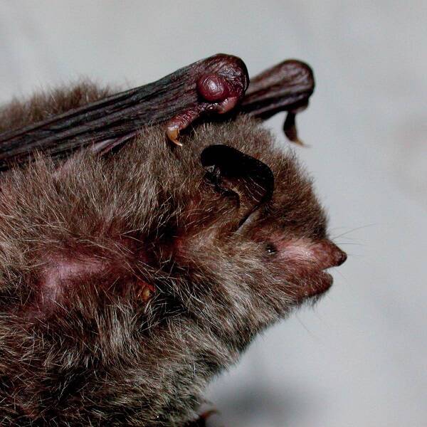 Myotis siligorensis