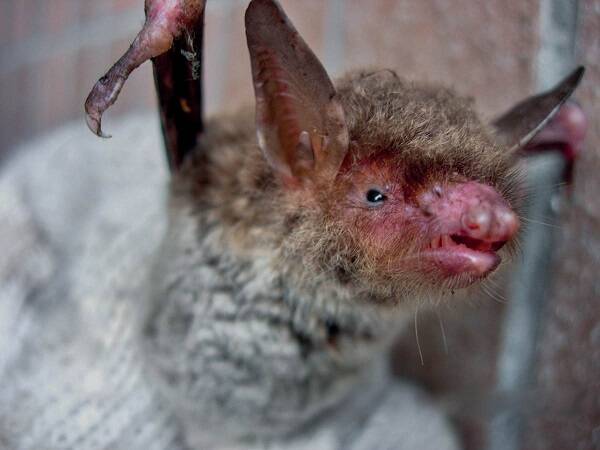 Myotis ricketti