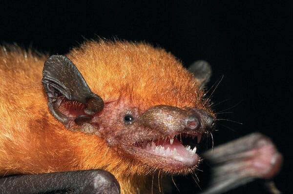 Lesser Club-footed Bat