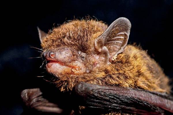 Pipistrellus coromandra