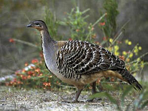 Malleefowl