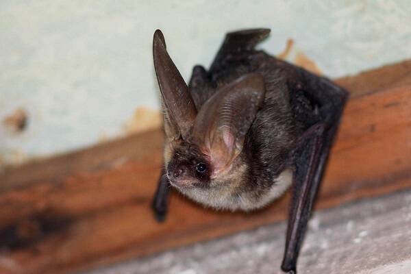 Long-eared Bat