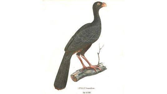 Crestless Curassow