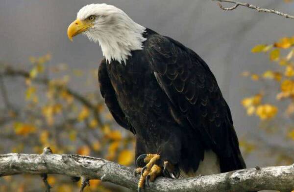 Bald eagle, the bird with the largest nest on earth
