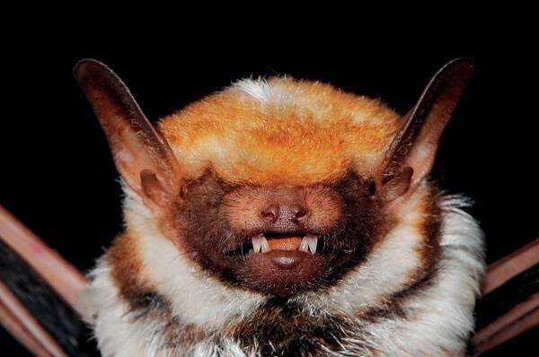 Harlequin Bat