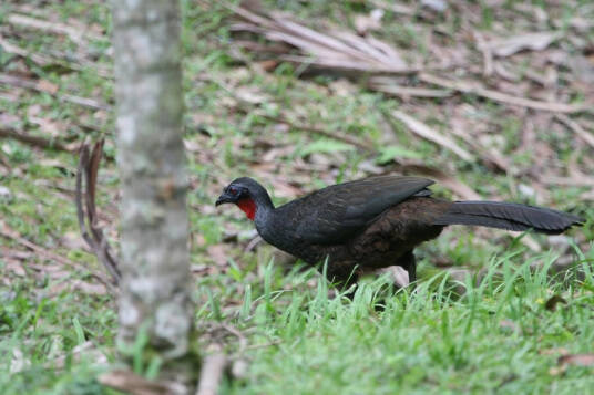 White-browed Guan