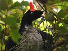 Horned Guan