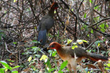 Ortalis erythroptera