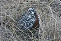 Ocellated Quail