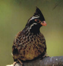 Long-tailed Wood-partridge