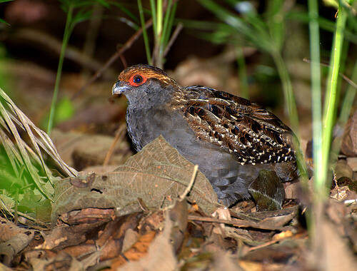 Odontophorus capueira