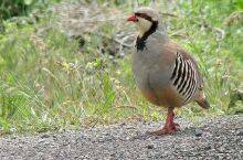 Alectoris chukar