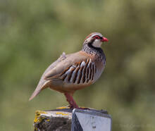 Rock Partridge