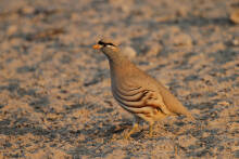 Ammoperdix griseogularis