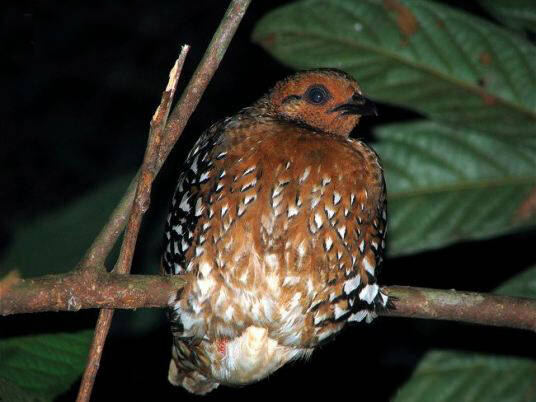 Arborophila cambodiana