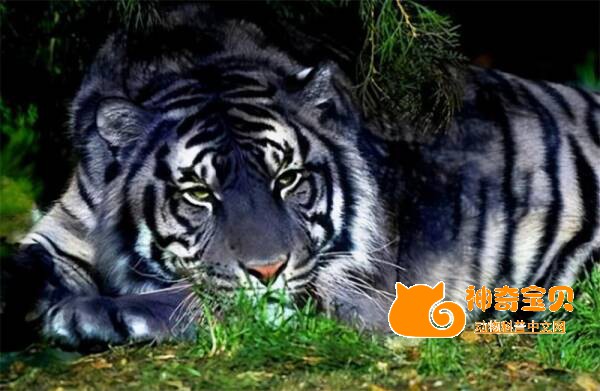 Only 6 blue tigers, the king of beasts in the world, have been discovered in India! Often chases and