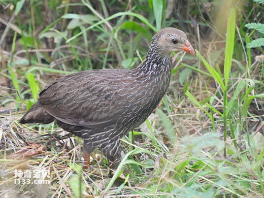 Pternistis ahantensis