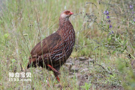 Jackson's Francolin