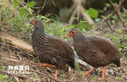 Handsome Francolin